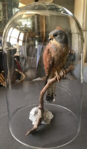 Vintage Italian Taxidermy Falcon, ca. 1935, selling for $2,875, photo:1stdibs