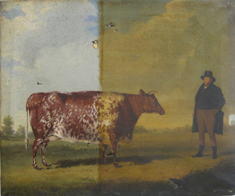 This beautiful painting of a state fair-winning prize cow was in dire shape. Coated with several layers of hardened and discolored linseed oil and with several tears, it was in need of a comprehensive restoration. Though the linseed oil was particularly difficult to remove, the end result yields a great transformation.