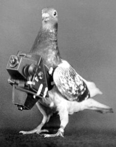Pigeons fitted with secret cameras were used to map military battlefields, targets, and territories during World War I and World War II. A tiny, automatic camera would be strapped to a pigeon’s breast and flown over targets of interest. These cameras were capable of taking hundreds of photos, and the pigeon carriers could go undetected at far lower altitudes than planes.